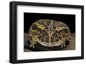 Ceratophrys Ornata (Ornate Horned Frog, Escuerzo)-Paul Starosta-Framed Photographic Print