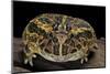 Ceratophrys Ornata (Ornate Horned Frog, Escuerzo)-Paul Starosta-Mounted Photographic Print
