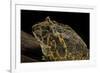 Ceratophrys Ornata (Ornate Horned Frog, Escuerzo)-Paul Starosta-Framed Photographic Print