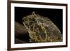 Ceratophrys Ornata (Ornate Horned Frog, Escuerzo)-Paul Starosta-Framed Photographic Print