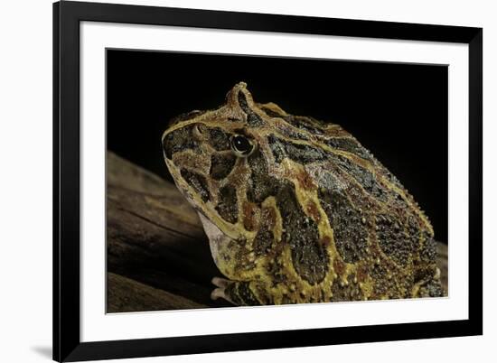 Ceratophrys Ornata (Ornate Horned Frog, Escuerzo)-Paul Starosta-Framed Photographic Print