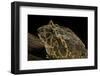 Ceratophrys Ornata (Ornate Horned Frog, Escuerzo)-Paul Starosta-Framed Photographic Print