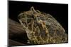Ceratophrys Ornata (Ornate Horned Frog, Escuerzo)-Paul Starosta-Mounted Photographic Print
