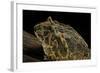 Ceratophrys Ornata (Ornate Horned Frog, Escuerzo)-Paul Starosta-Framed Photographic Print