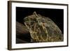 Ceratophrys Ornata (Ornate Horned Frog, Escuerzo)-Paul Starosta-Framed Photographic Print