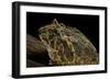 Ceratophrys Ornata (Ornate Horned Frog, Escuerzo)-Paul Starosta-Framed Photographic Print