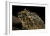 Ceratophrys Ornata (Ornate Horned Frog, Escuerzo)-Paul Starosta-Framed Photographic Print