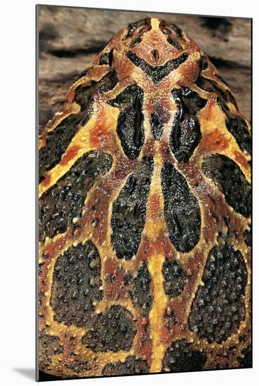 Ceratophrys Ornata (Ornate Horned Frog, Escuerzo)-Paul Starosta-Mounted Photographic Print