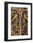 Ceratophrys Ornata (Ornate Horned Frog, Escuerzo)-Paul Starosta-Framed Photographic Print