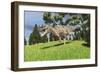 Ceratosaurus Hunting for its Next Meal-null-Framed Art Print