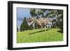 Ceratosaurus Hunting for its Next Meal-null-Framed Art Print