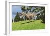 Ceratosaurus Hunting for its Next Meal-null-Framed Art Print