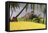 Ceratosaurus Hunting in a Field-null-Framed Stretched Canvas