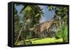 Ceratosaurus Hunting in Forest-null-Framed Stretched Canvas