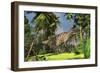 Ceratosaurus Hunting in Forest-null-Framed Art Print