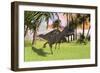 Ceratosaurus Running across a Field-null-Framed Art Print