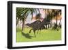 Ceratosaurus Running across a Field-null-Framed Art Print