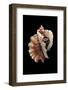 Ceratostoma Foliatum-Paul Starosta-Framed Photographic Print