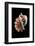 Ceratostoma Foliatum-Paul Starosta-Framed Photographic Print