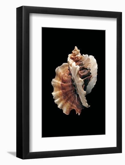 Ceratostoma Foliatum-Paul Starosta-Framed Photographic Print