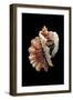 Ceratostoma Foliatum-Paul Starosta-Framed Photographic Print