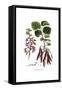 Cercis Siliquastrum, Flora Graeca-Ferdinand Bauer-Framed Stretched Canvas