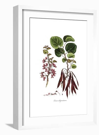 Cercis Siliquastrum, Flora Graeca-Ferdinand Bauer-Framed Giclee Print
