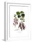 Cercis Siliquastrum, Flora Graeca-Ferdinand Bauer-Framed Giclee Print