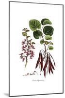 Cercis Siliquastrum, Flora Graeca-Ferdinand Bauer-Mounted Giclee Print