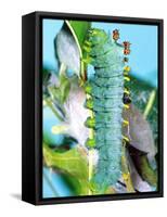 Cercropia Moth Caterpillar, Eastern USA-David Northcott-Framed Stretched Canvas