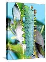 Cercropia Moth Caterpillar, Eastern USA-David Northcott-Stretched Canvas