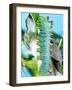 Cercropia Moth Caterpillar, Eastern USA-David Northcott-Framed Photographic Print