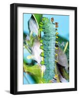 Cercropia Moth Caterpillar, Eastern USA-David Northcott-Framed Photographic Print