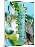 Cercropia Moth Caterpillar, Eastern USA-David Northcott-Mounted Photographic Print