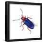 Cereal-Leaf Beetle (Lema Melanopa), Insects-Encyclopaedia Britannica-Framed Poster