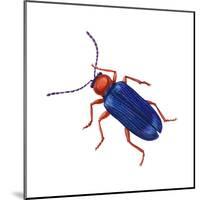 Cereal-Leaf Beetle (Lema Melanopa), Insects-Encyclopaedia Britannica-Mounted Poster