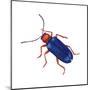 Cereal-Leaf Beetle (Lema Melanopa), Insects-Encyclopaedia Britannica-Mounted Poster