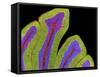 Cerebellum Structure, Light Micrograph-Thomas Deerinck-Framed Stretched Canvas