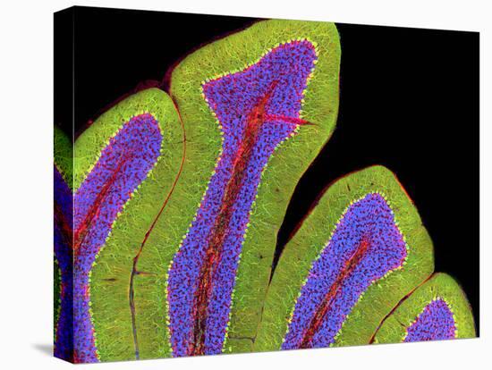 Cerebellum Structure, Light Micrograph-Thomas Deerinck-Stretched Canvas