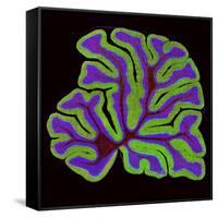 Cerebellum Structure, Light Micrograph-Thomas Deerinck-Framed Stretched Canvas