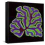 Cerebellum Structure, Light Micrograph-Thomas Deerinck-Framed Stretched Canvas