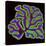 Cerebellum Structure, Light Micrograph-Thomas Deerinck-Stretched Canvas