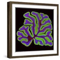 Cerebellum Structure, Light Micrograph-Thomas Deerinck-Framed Premium Photographic Print