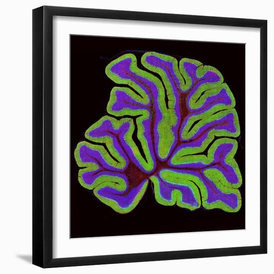 Cerebellum Structure, Light Micrograph-Thomas Deerinck-Framed Premium Photographic Print