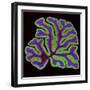 Cerebellum Structure, Light Micrograph-Thomas Deerinck-Framed Premium Photographic Print