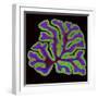 Cerebellum Structure, Light Micrograph-Thomas Deerinck-Framed Premium Photographic Print