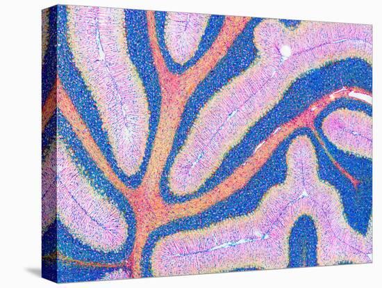 Cerebellum Structure, Light Micrograph-Thomas Deerinck-Stretched Canvas