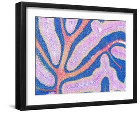 Cerebellum Structure, Light Micrograph-Thomas Deerinck-Framed Photographic Print