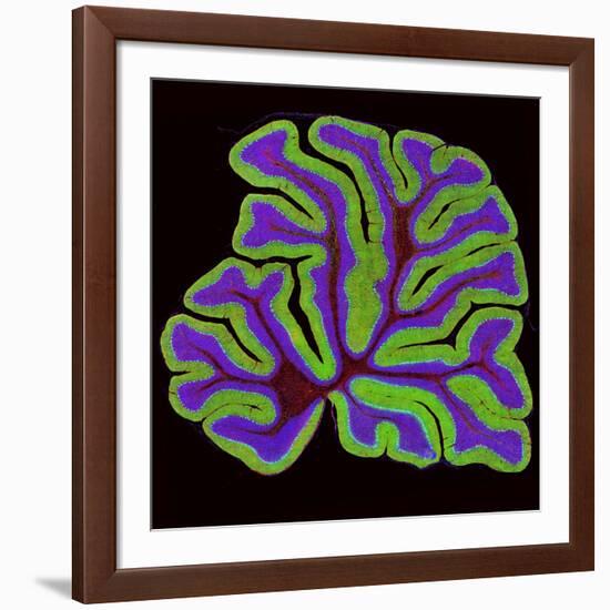 Cerebellum Structure, Light Micrograph-Thomas Deerinck-Framed Photographic Print