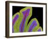 Cerebellum Structure, Light Micrograph-Thomas Deerinck-Framed Photographic Print